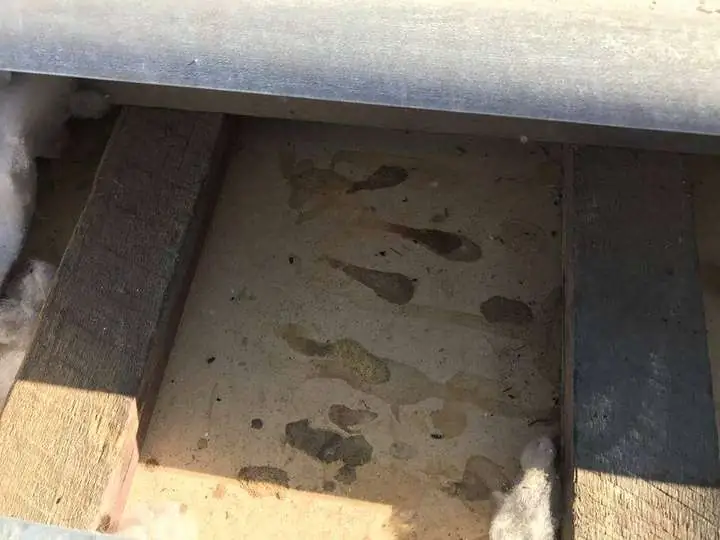 Customer photo: rodent staining on the ceiling sheets under the old batts.